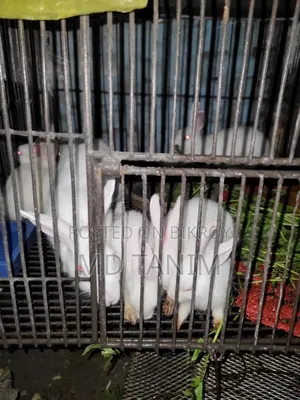 খরগোস সাদা(Rabbit)