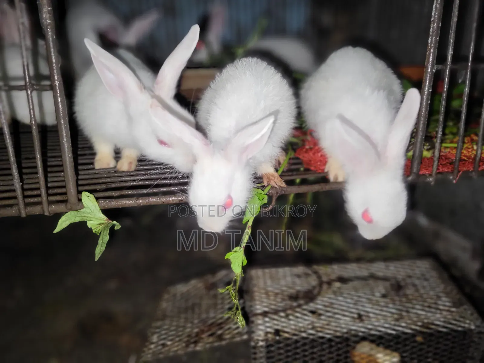 খরগোস সাদা(Rabbit)