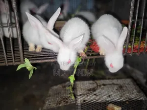 খরগোস সাদা(Rabbit)