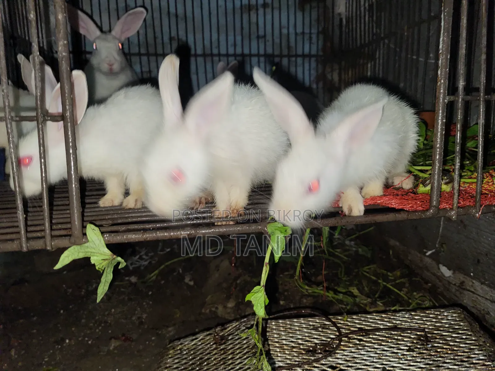 খরগোস সাদা(Rabbit)