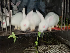 খরগোস সাদা(Rabbit)