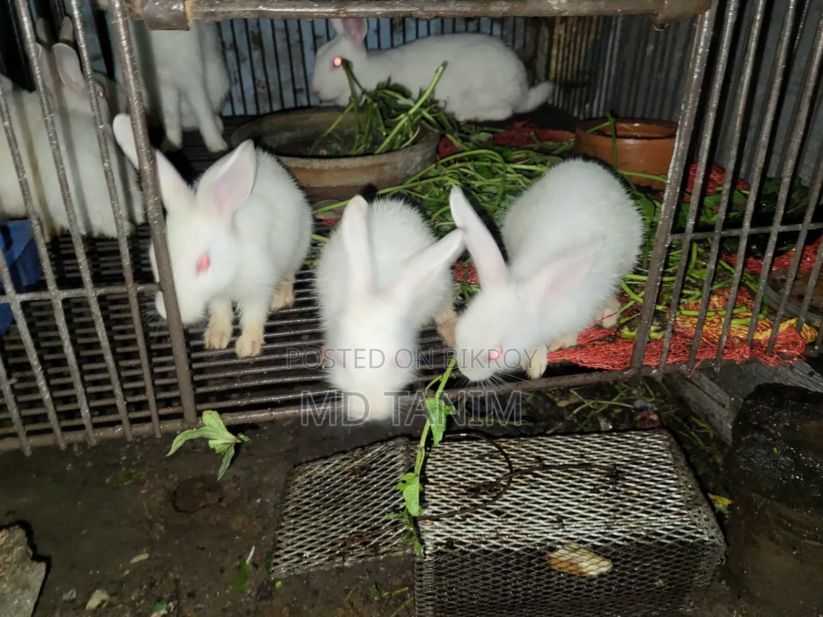 খরগোস সাদা(Rabbit)