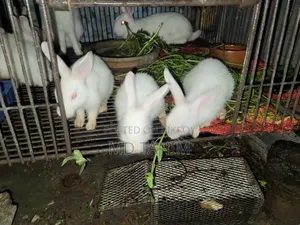 খরগোস সাদা(Rabbit)