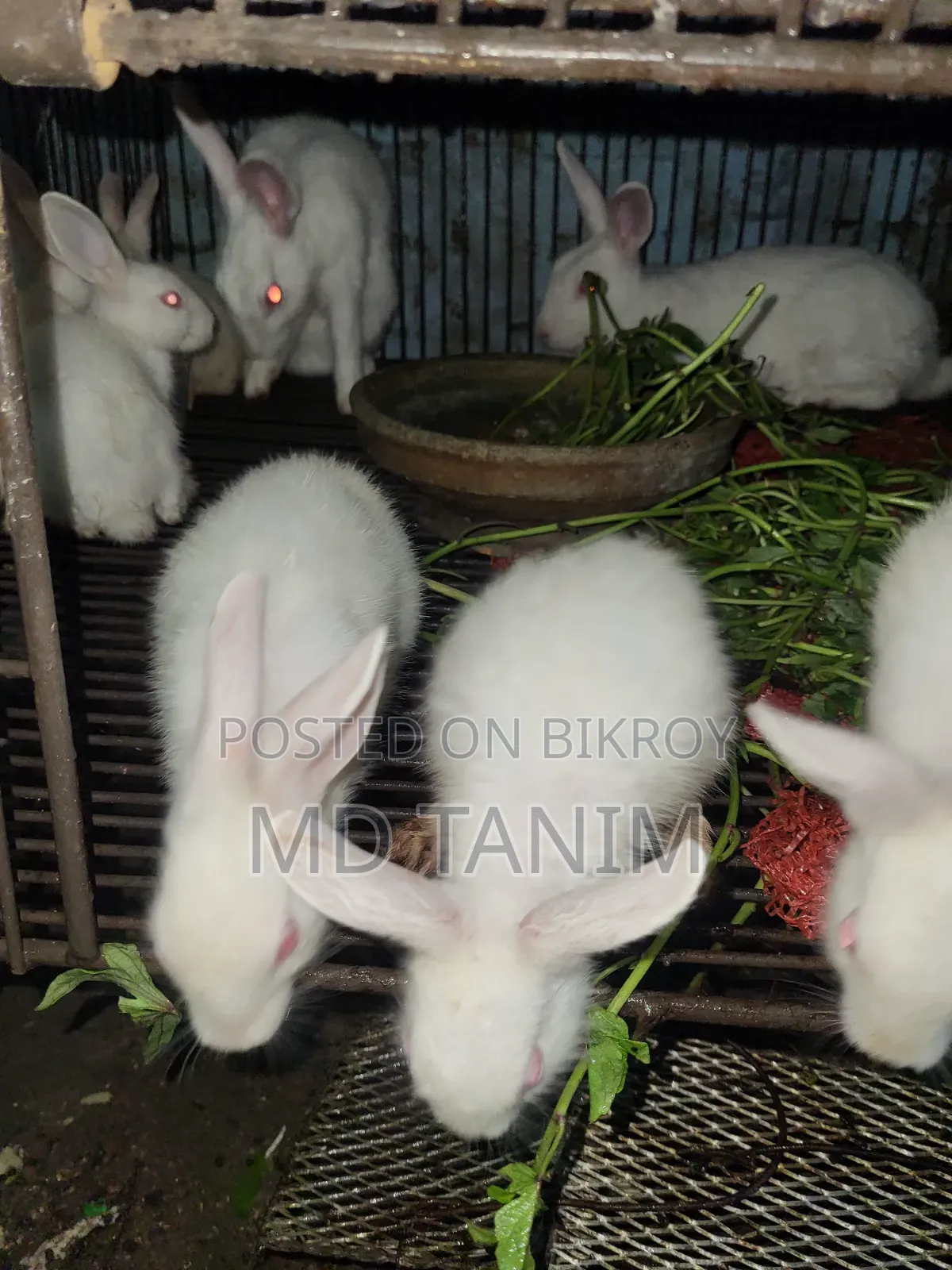 খরগোস সাদা(Rabbit)