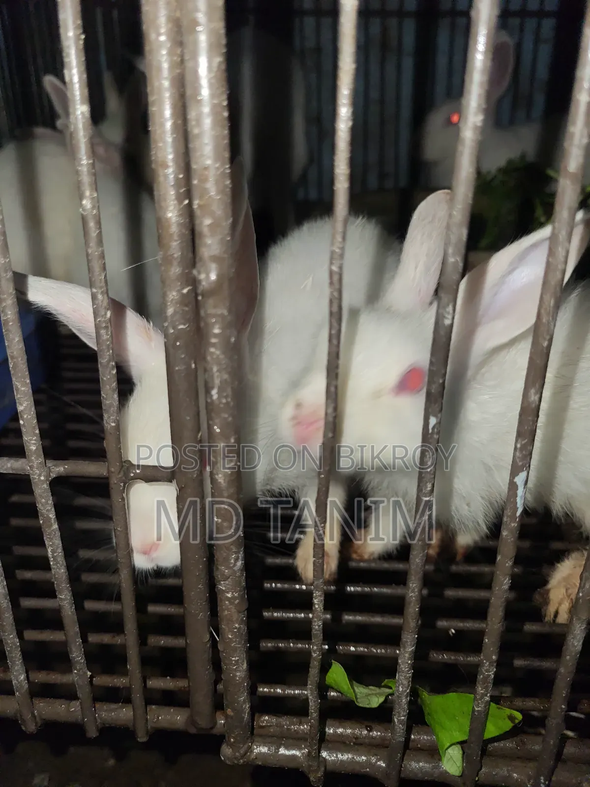 খরগোস সাদা(Rabbit)