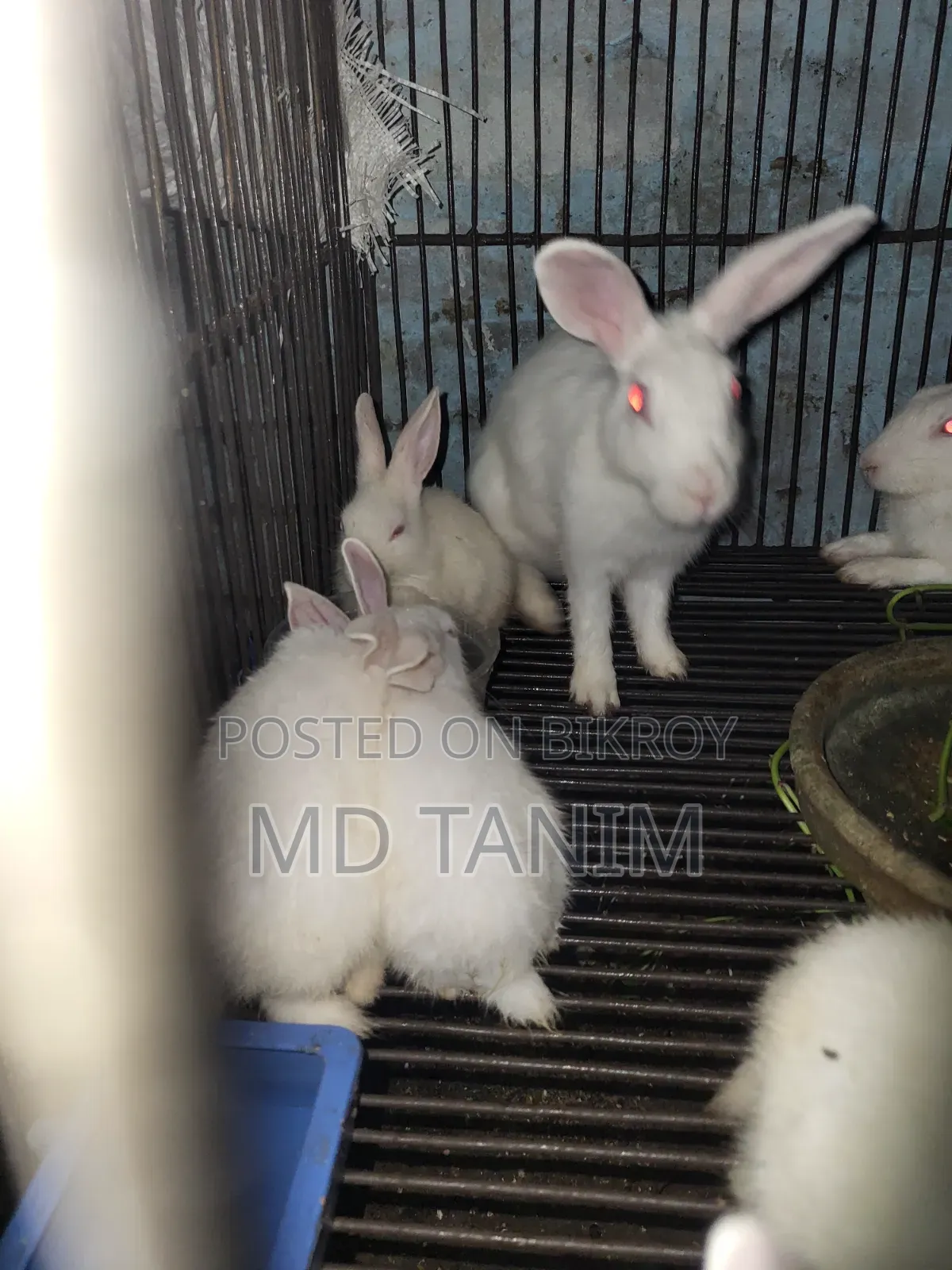 খরগোস সাদা(Rabbit)