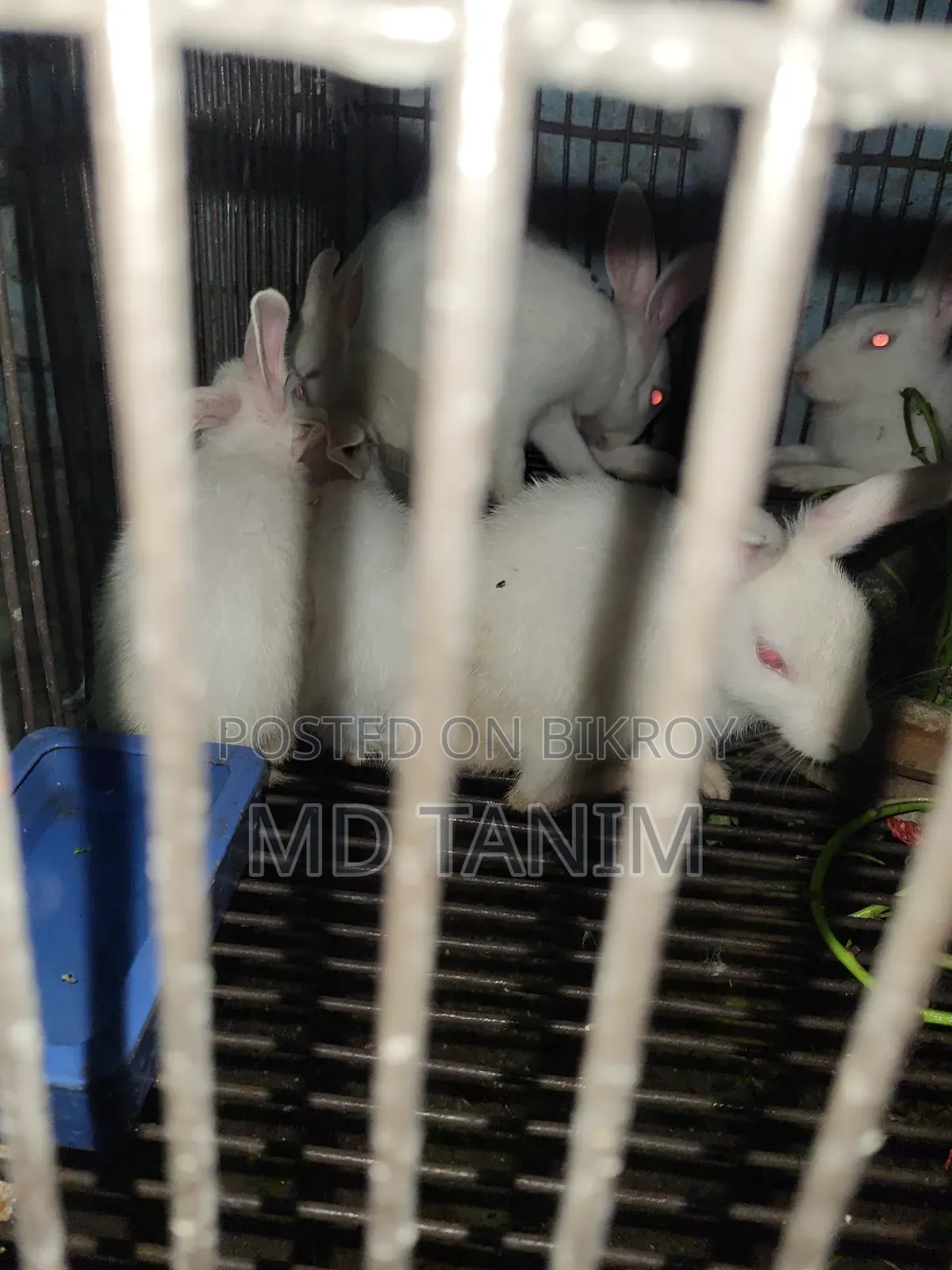 খরগোস সাদা(Rabbit)