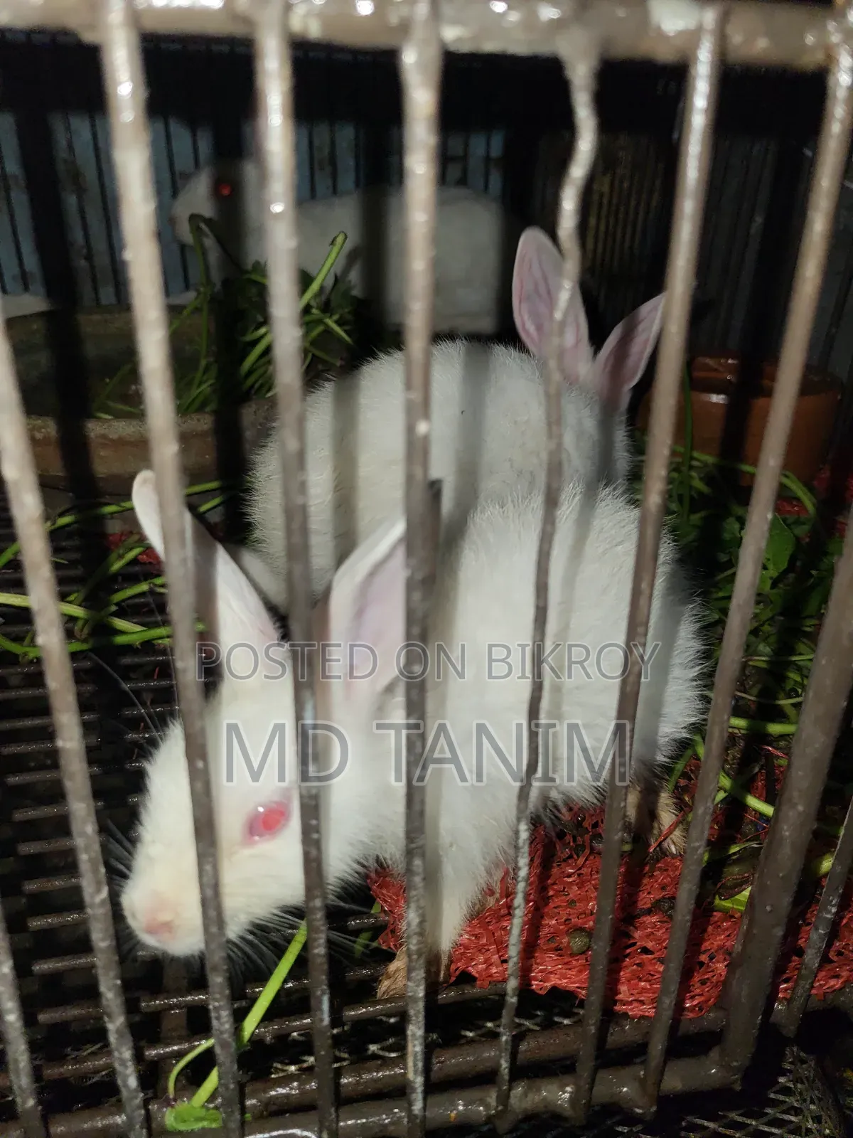 খরগোস সাদা(Rabbit)