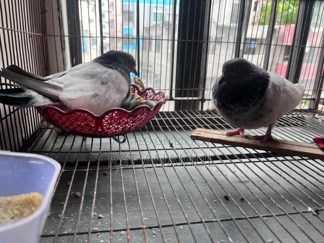 Pigeon with 2 eggs