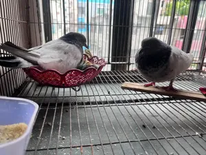 Pigeon with 2 eggs