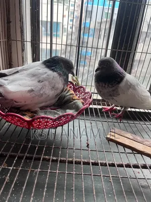 Pigeon with 2 eggs
