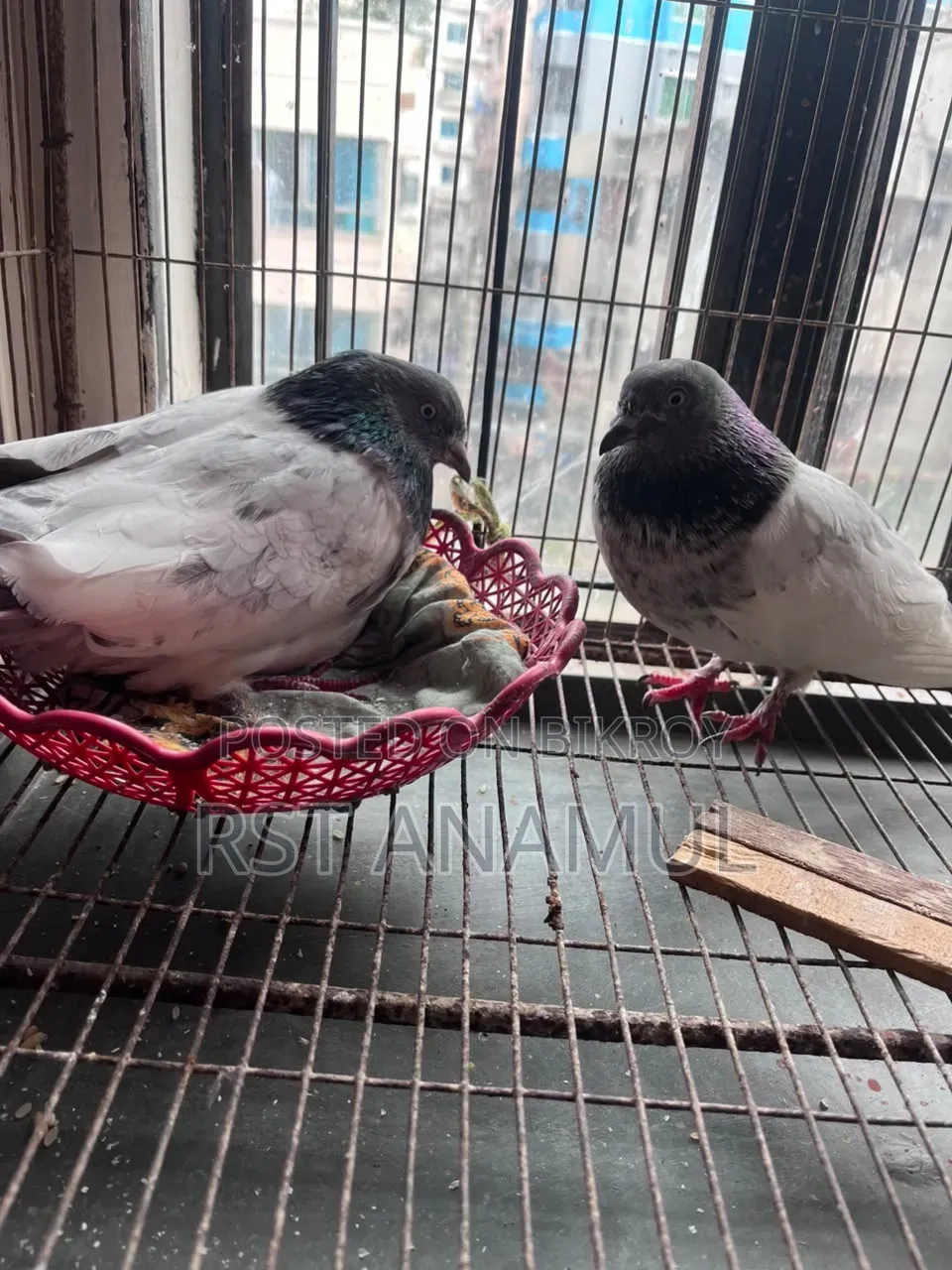 Pigeon with 2 eggs