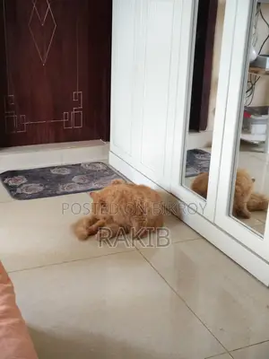 1+ Year Female Purebred Persian Cat