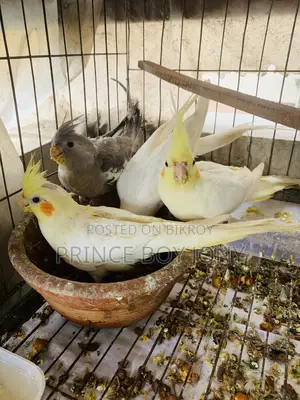 কোকাটেইল পাখি 