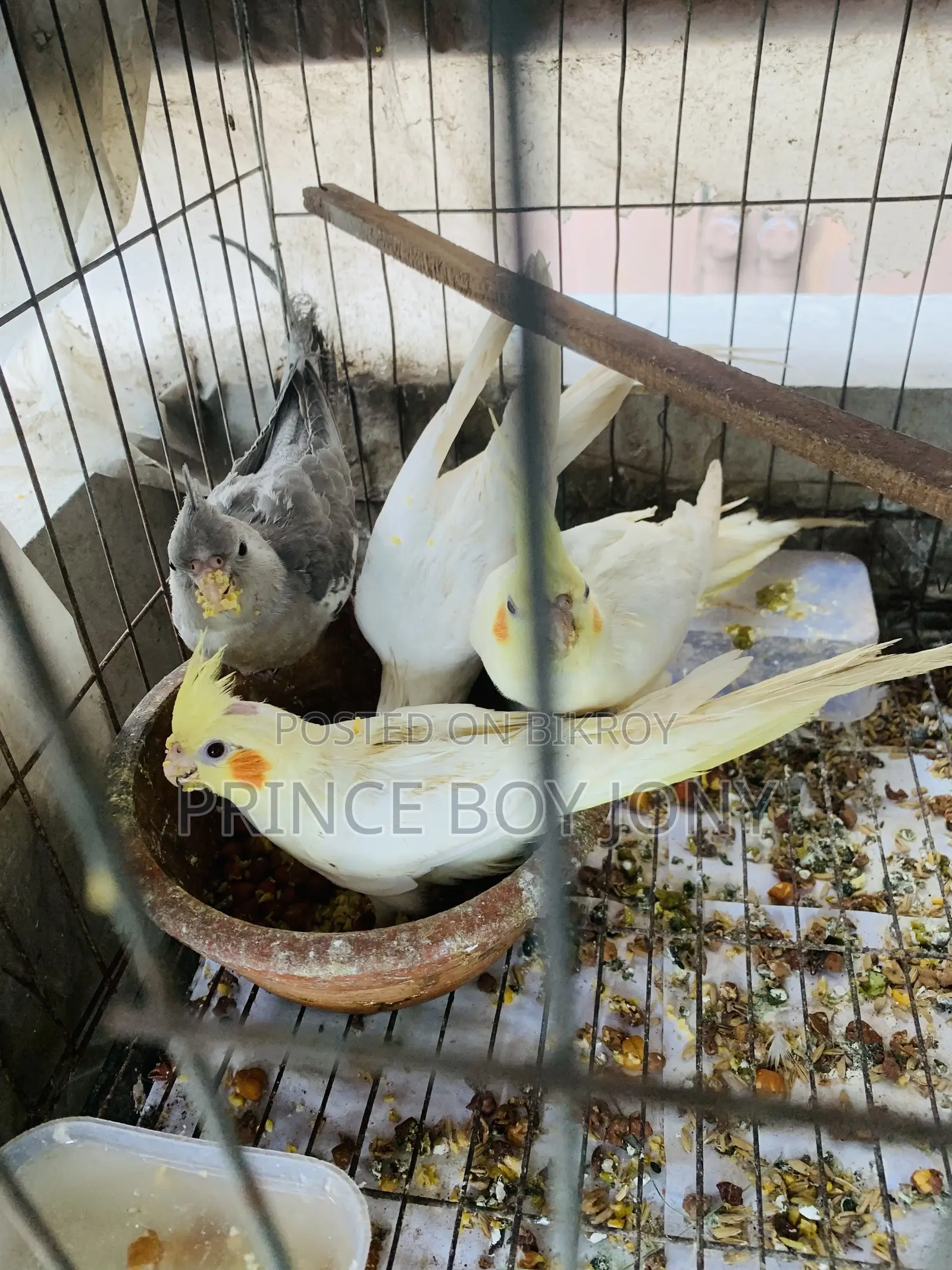 কোকাটেইল পাখি 