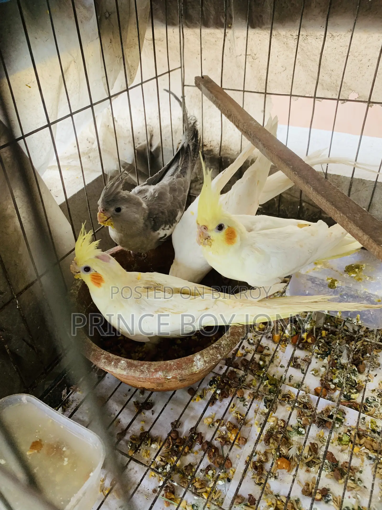 কোকাটেইল পাখি 