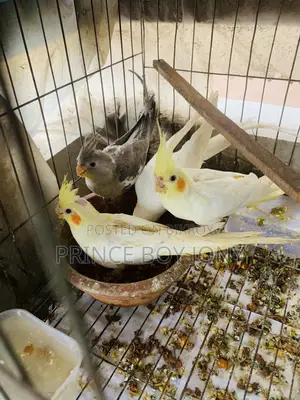 কোকাটেইল পাখি 