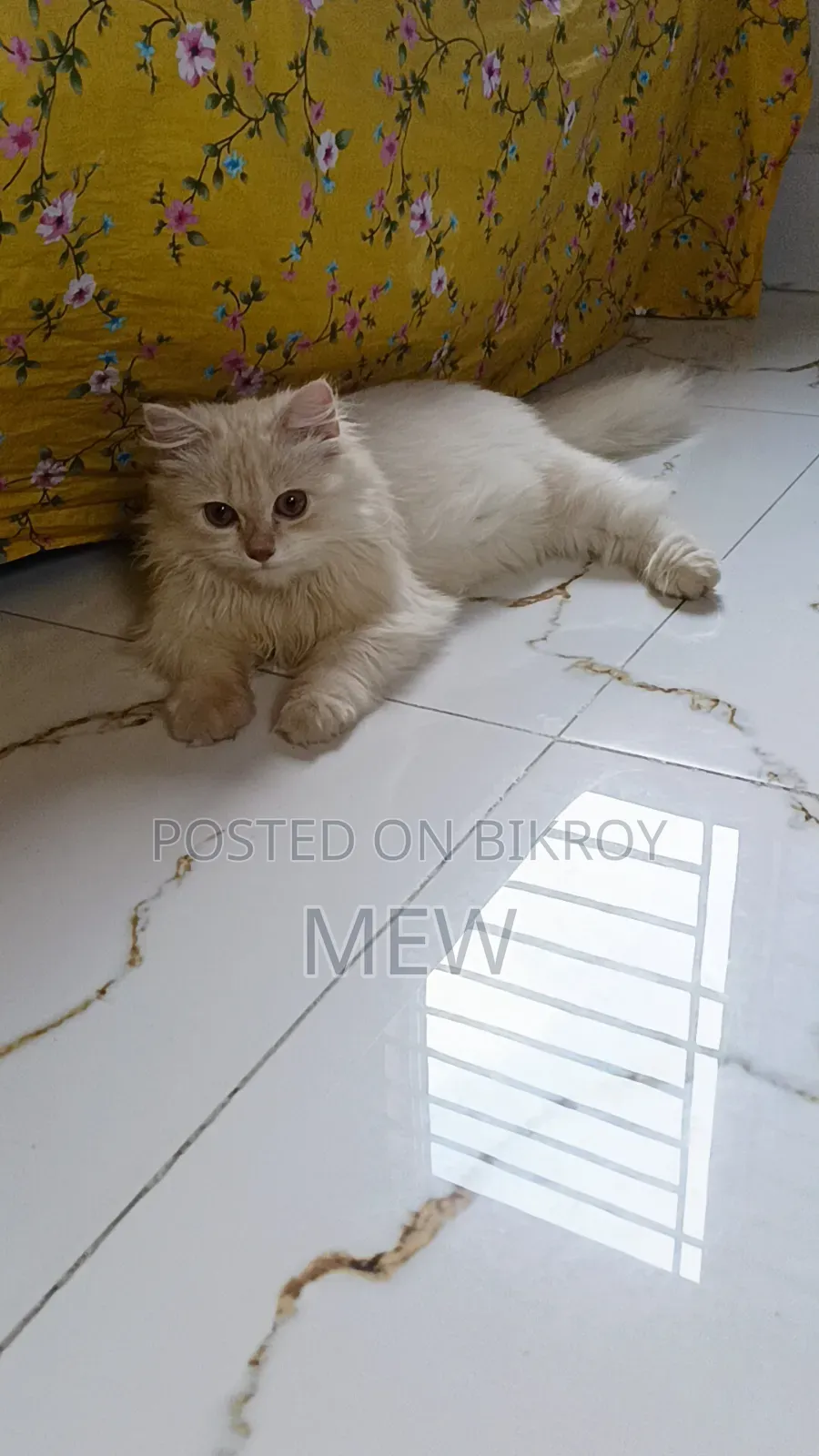 6-12 Months Female Purebred Persian