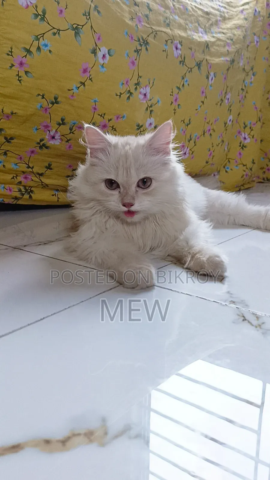 6-12 Months Female Purebred Persian