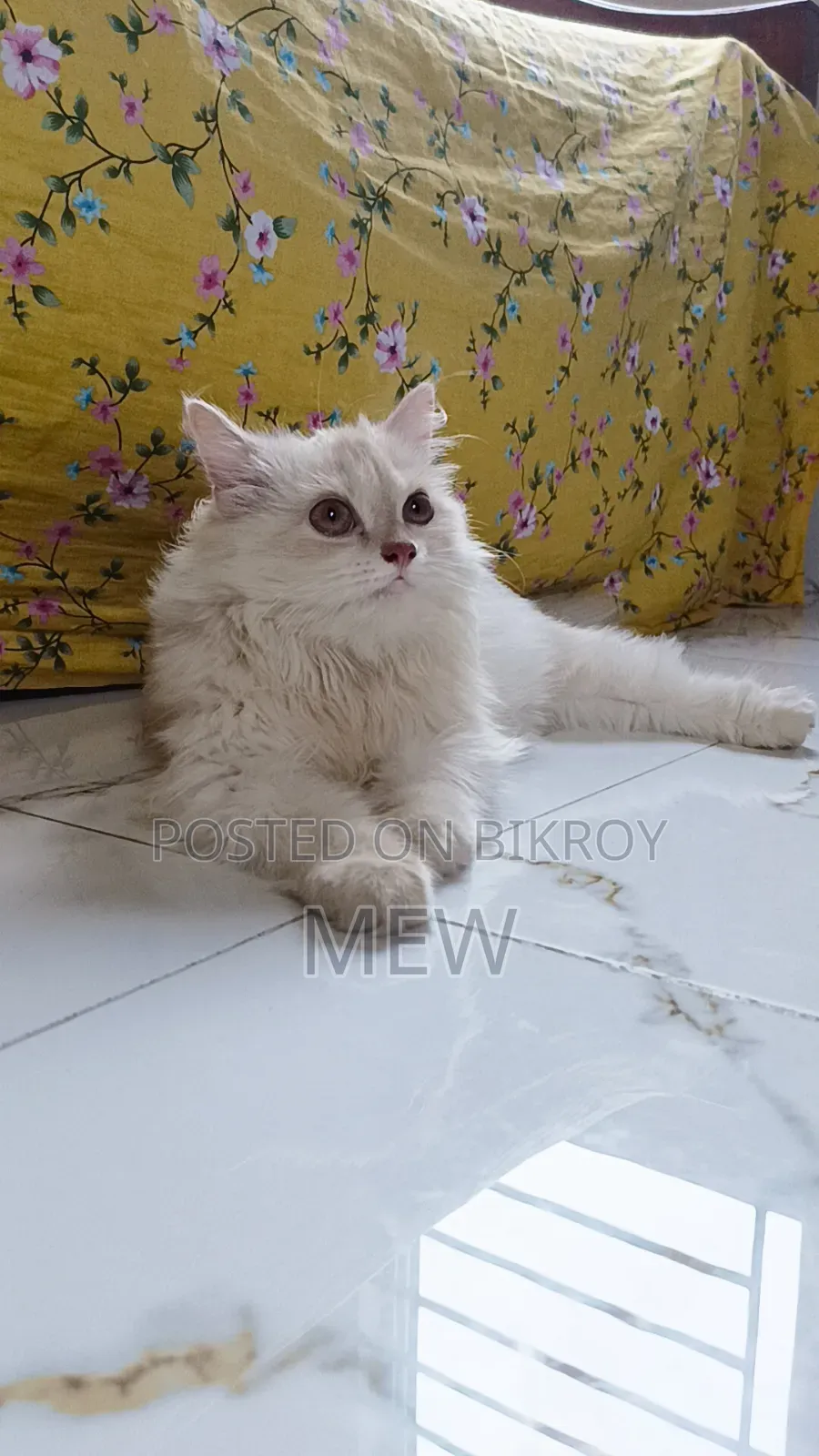 6-12 Months Female Purebred Persian