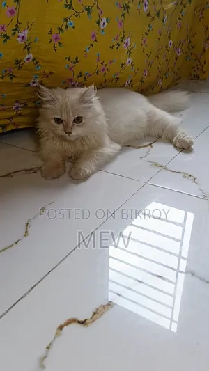 6-12 Months Female Purebred Persian