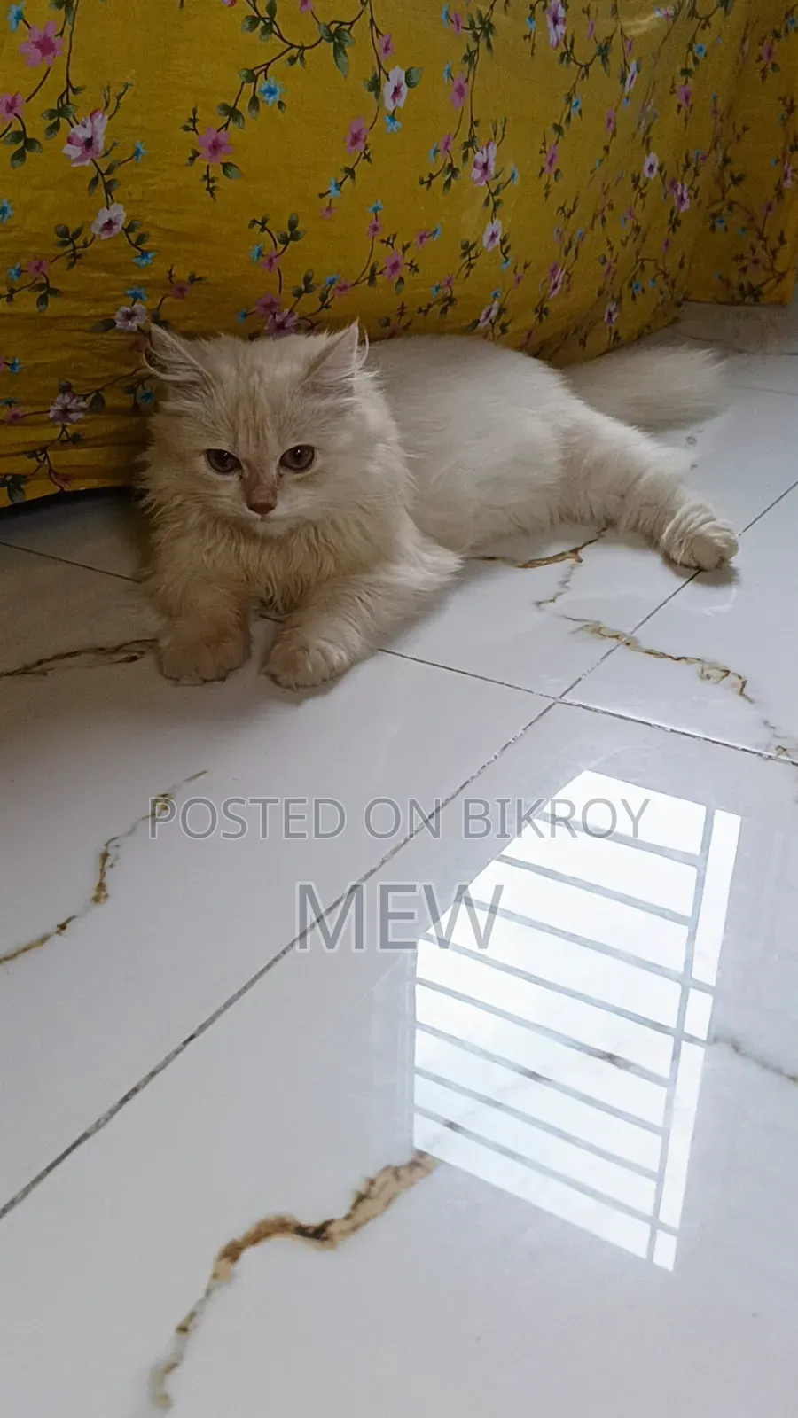 6-12 Months Female Purebred Persian