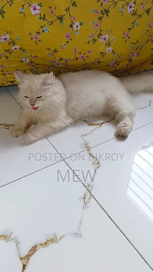 6-12 Months Female Purebred Persian