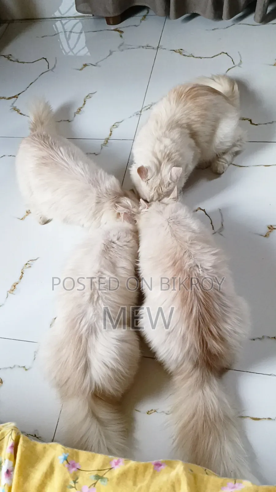 6-12 Months Female Purebred Persian