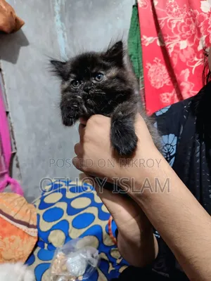 1-3 months Female Purebred Persian