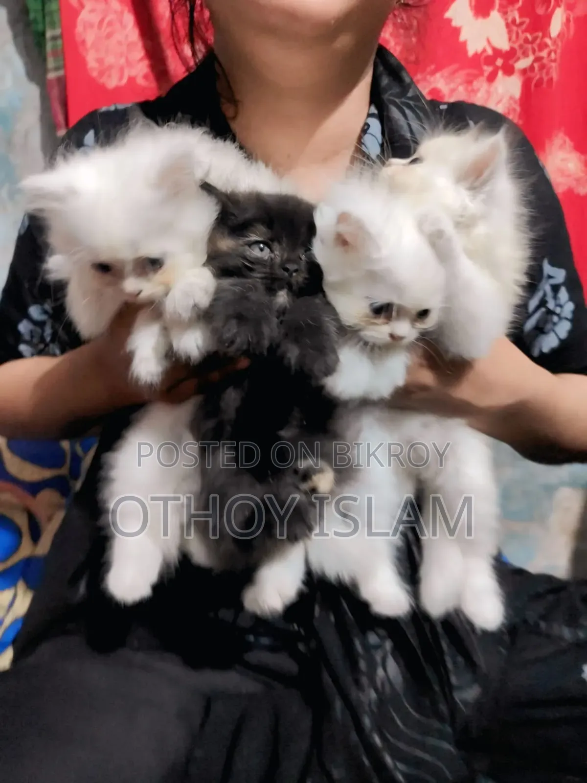 1-3 months Female Purebred Persian