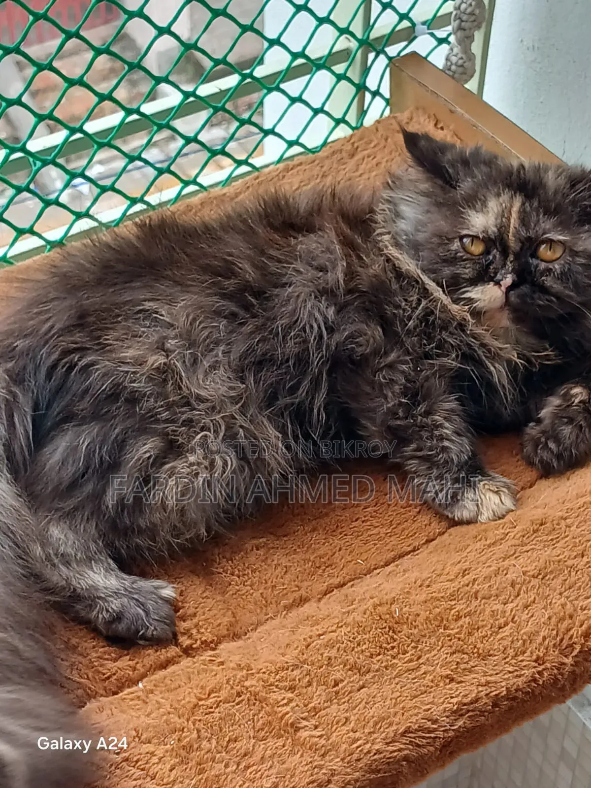 3-6 Months Female Purebred Persian Cat