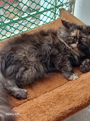 3-6 Months Female Purebred Persian Cat