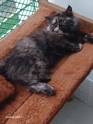 3-6 Months Female Purebred Persian Cat
