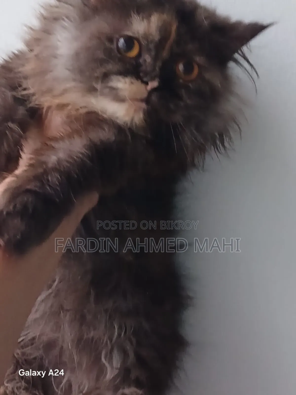 3-6 Months Female Purebred Persian Cat