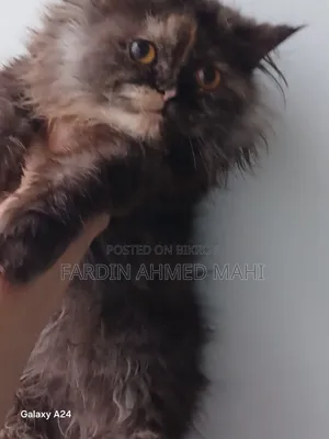 3-6 Months Female Purebred Persian Cat