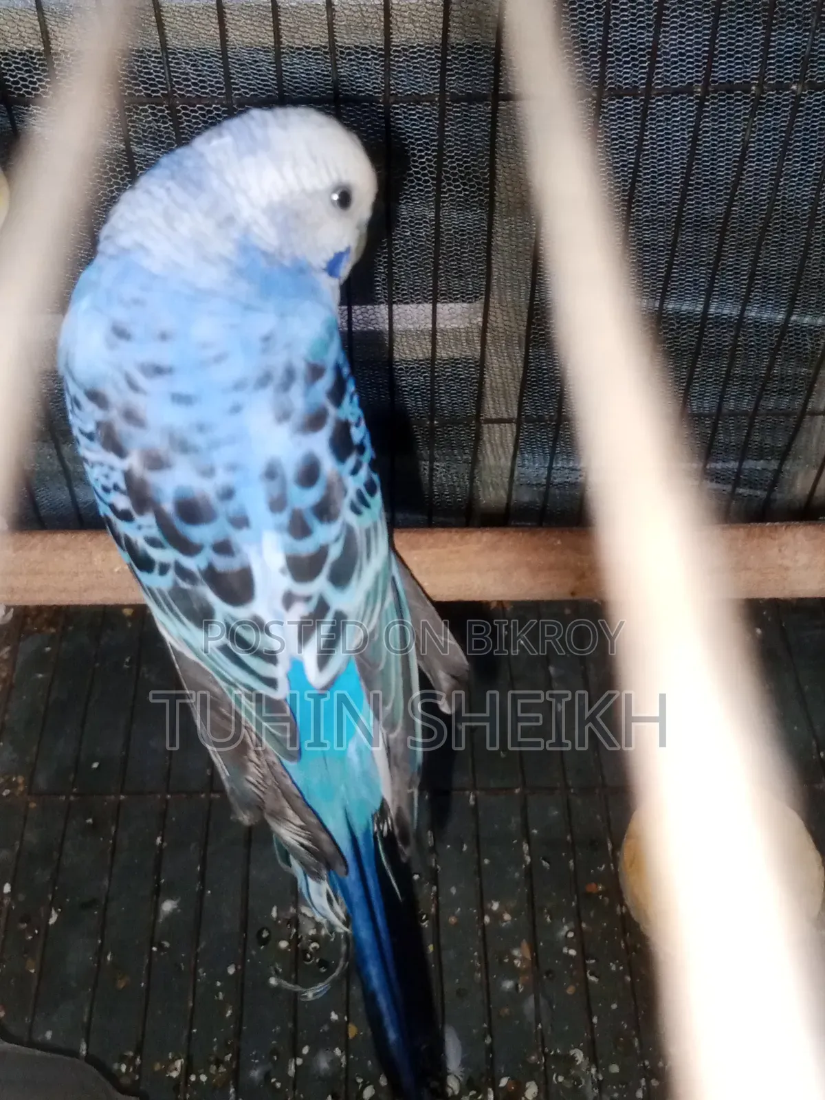 Female Budgie bird, i o