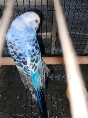 Female Budgie bird, i o