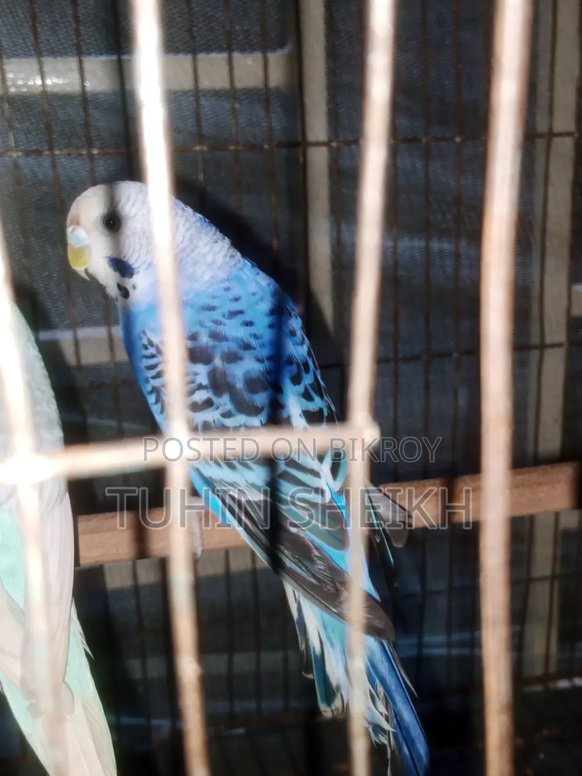 Female Budgie bird, i o