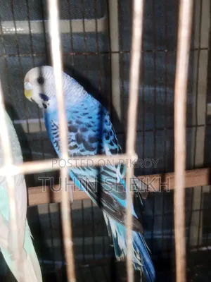 Female Budgie bird, i o