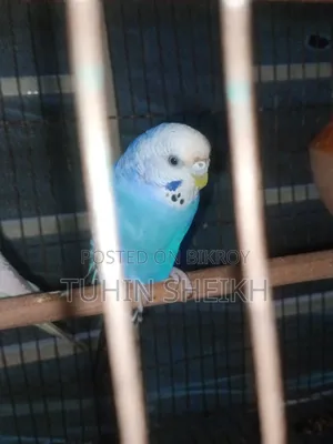 Female Budgie bird, i o