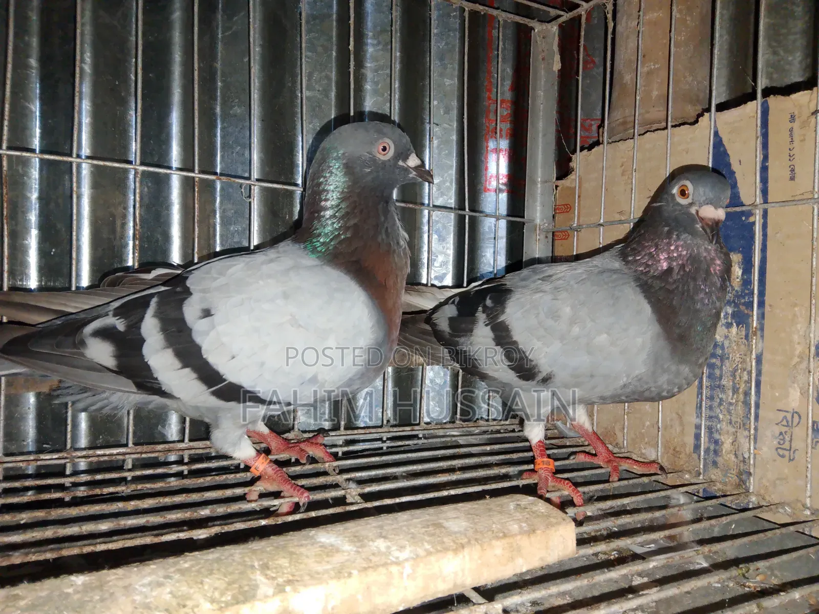 Pigeons for sale