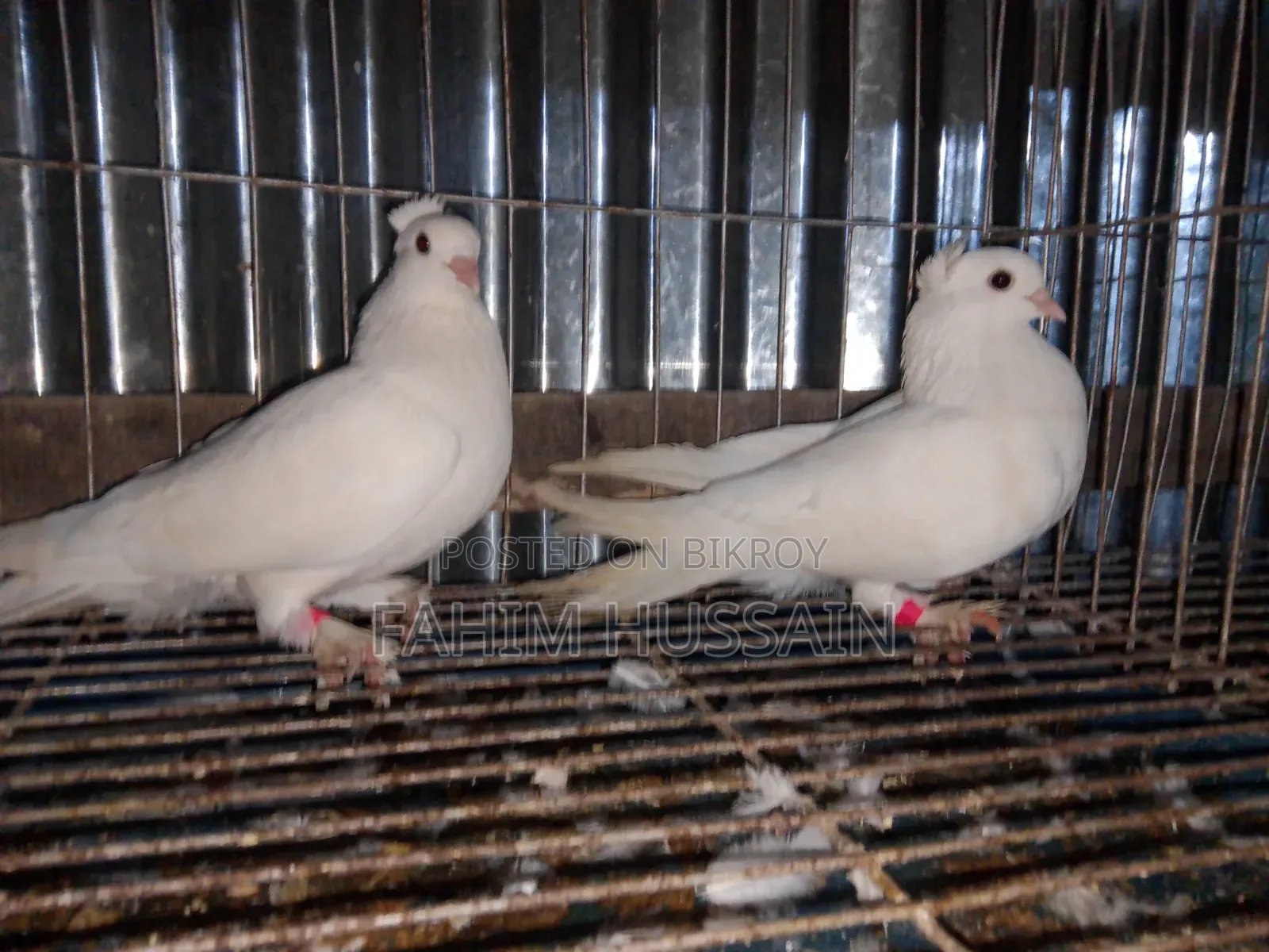 Pigeons for sale