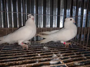 Pigeons for sale