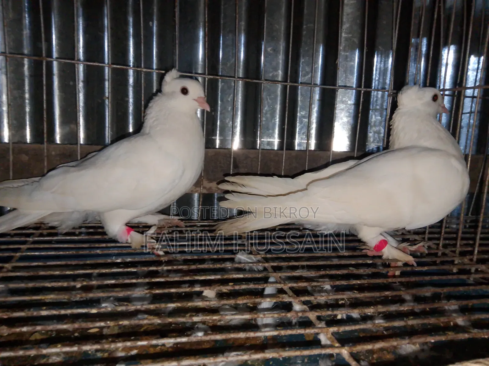 Pigeons for sale