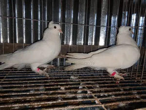 Pigeons for sale