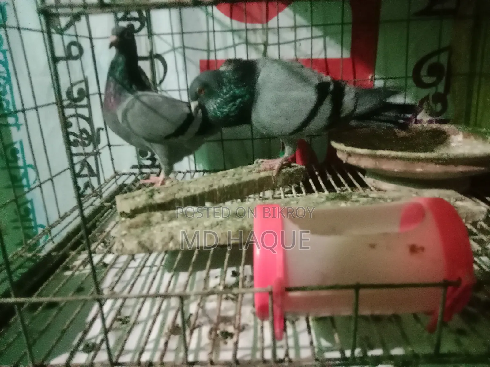 ভালো জাতের রানিং সবজি রেসার বিক্রয়