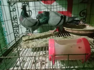ভালো জাতের রানিং সবজি রেসার বিক্রয়