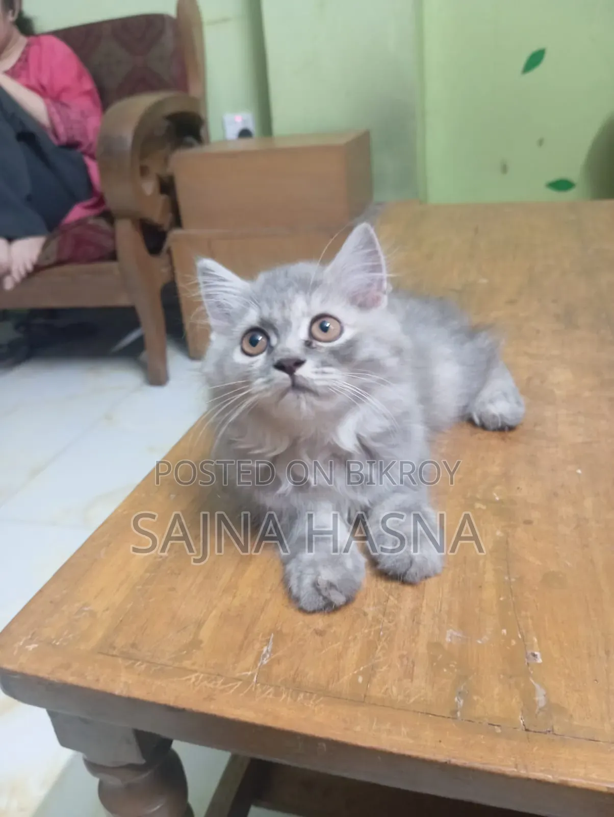 1-3 Months Female Purebred Persian
