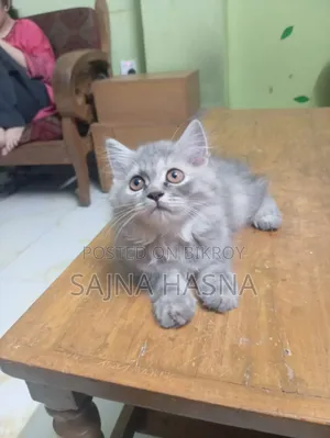 1-3 Months Female Purebred Persian
