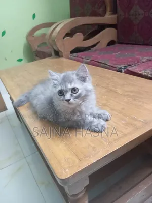 1-3 Months Female Purebred Persian